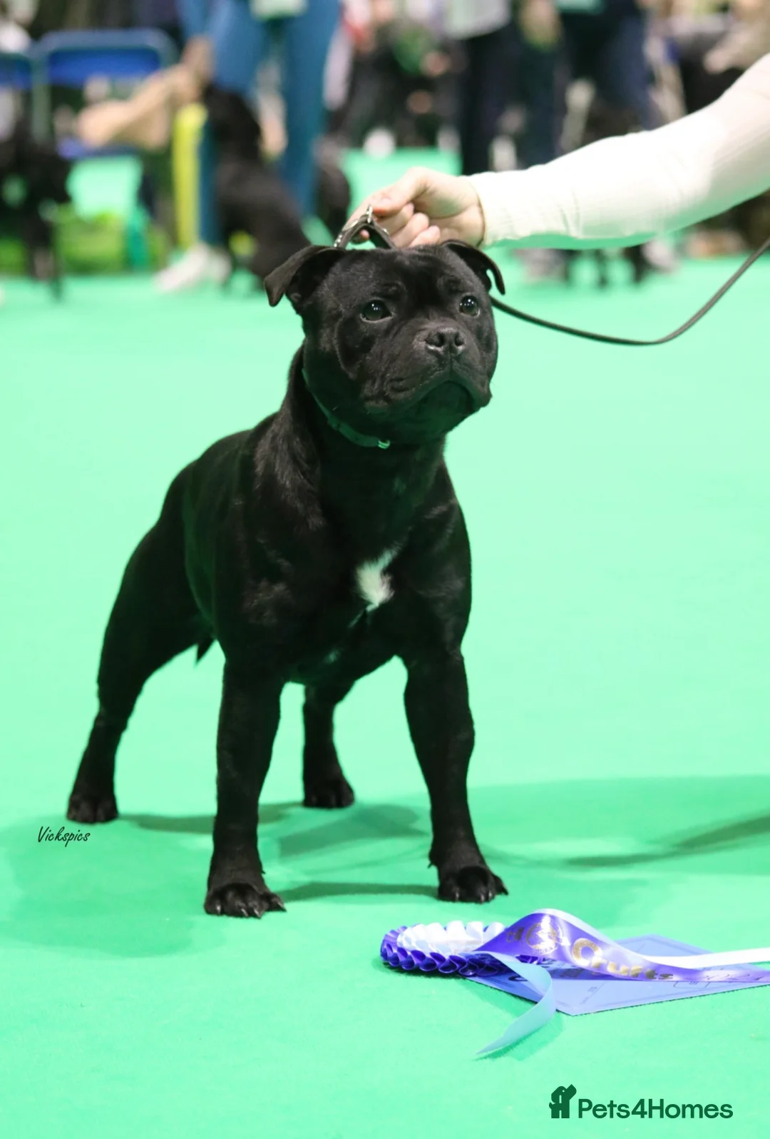 Staffordshire Bull Terrier dogs for stud: THE ONLY VALGLO STUD- VALGLO TOP GUN -BLUE CARRIER in Dudley - Advert 10