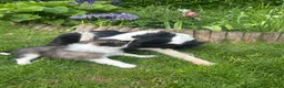 Mixed Breed dogs for sale: Gorgeous border collie puppies  - Advert 2