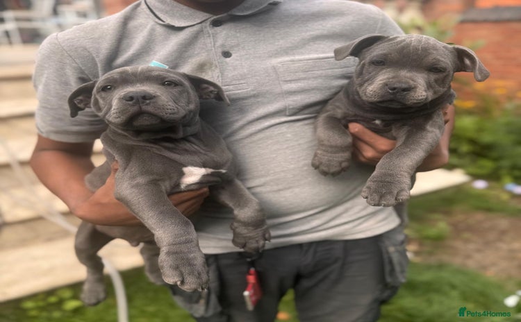 Staffordshire Bull Terrier dogs - Advert 1