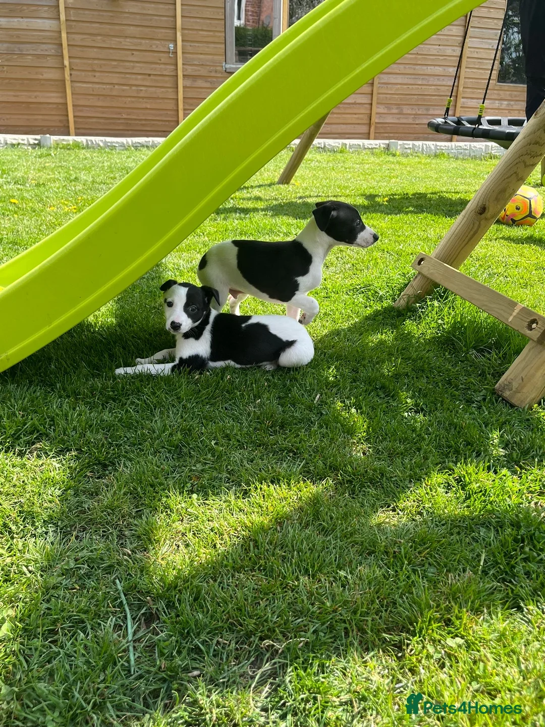 Whippet dogs for sale: Top quality whippets ready this weekend  - Advert 2