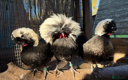 Chickens poultry for sale: Poland bantam breeding trios available - Image 4