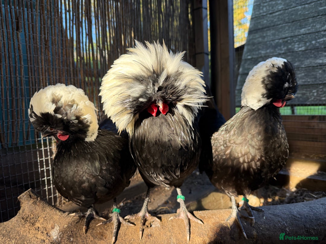 Chickens poultry for sale: Poland bantam breeding trios available - Image 4
