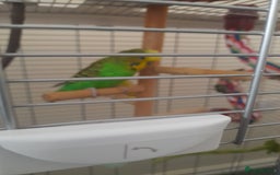 Finches birds for sale: Budgie and finch - Image 7