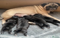 Mixed Breed dogs for sale: pugzu puppies for sale - Image 5