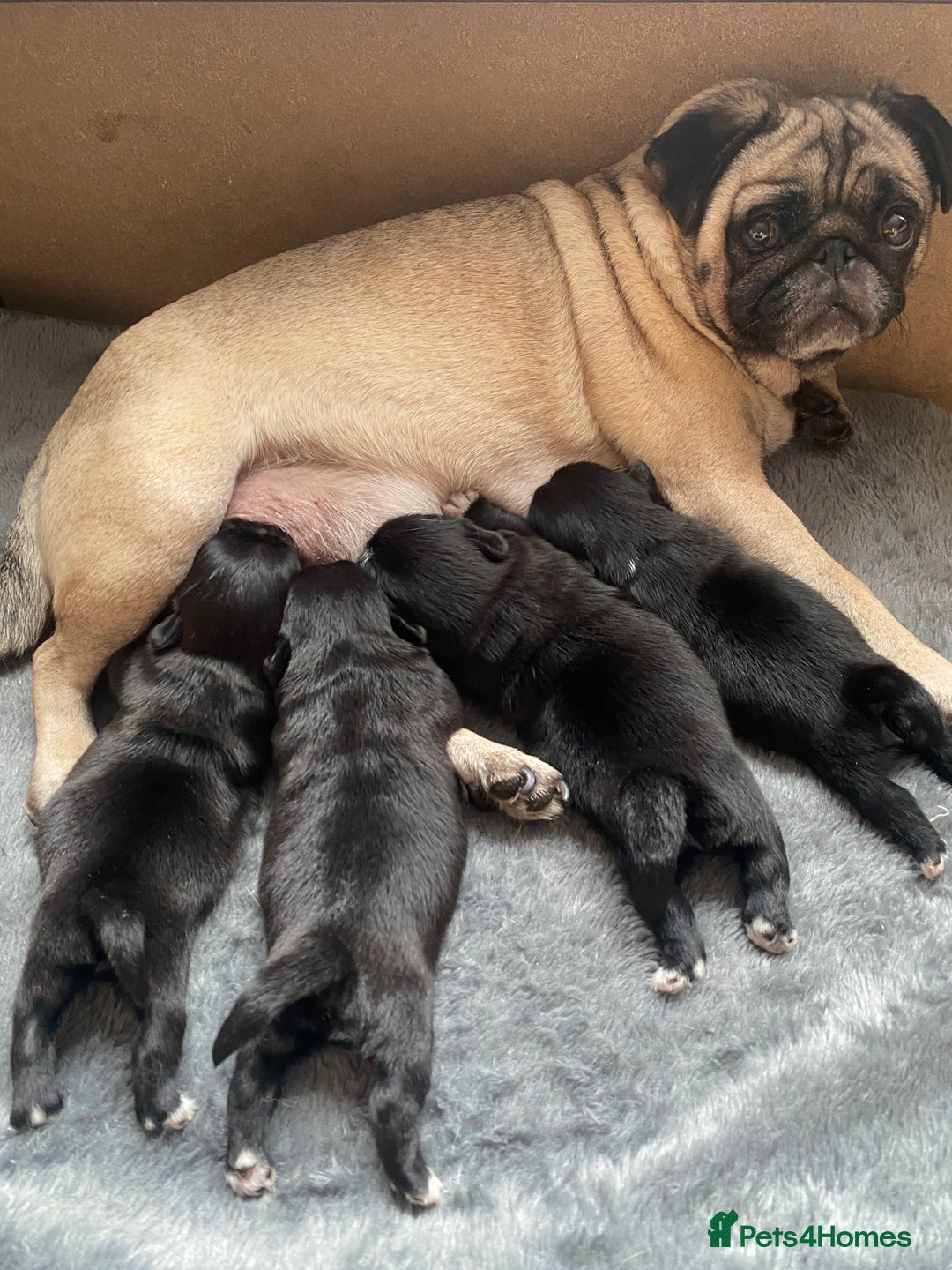 Mixed Breed dogs for sale: pugzu puppies for sale - Image 5