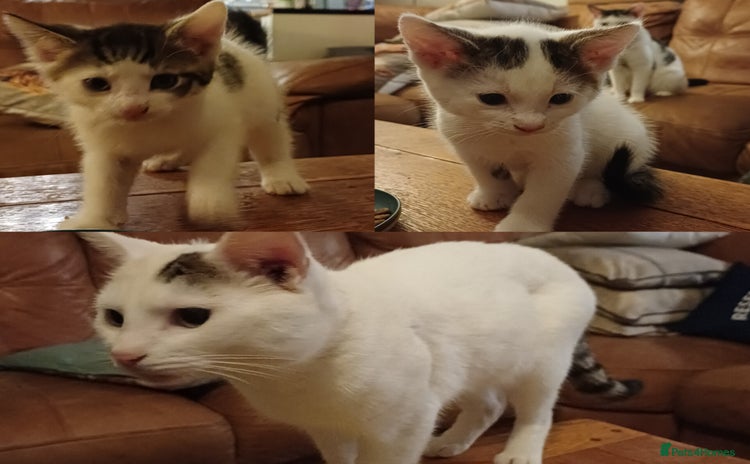 Domestic Shorthair cats - Advert 2