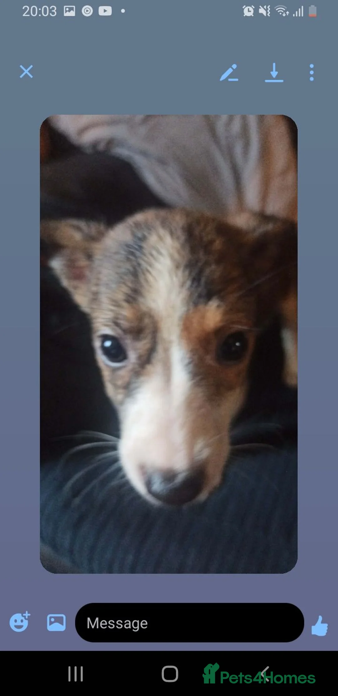 Mixed Breed dogs for sale: Beautiful litter of pups - Advert 2