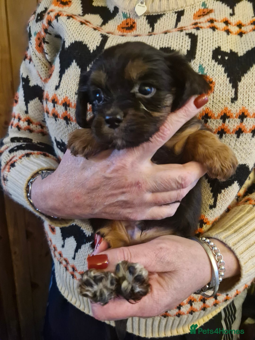 Cavalier King Charles Spaniel dogs for sale: KC Cavalier King Charles ÐNA tested parents  - Image 7