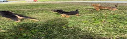 Lakeland Terrier dogs for sale: Lakeland Terrier pups - Advert 2