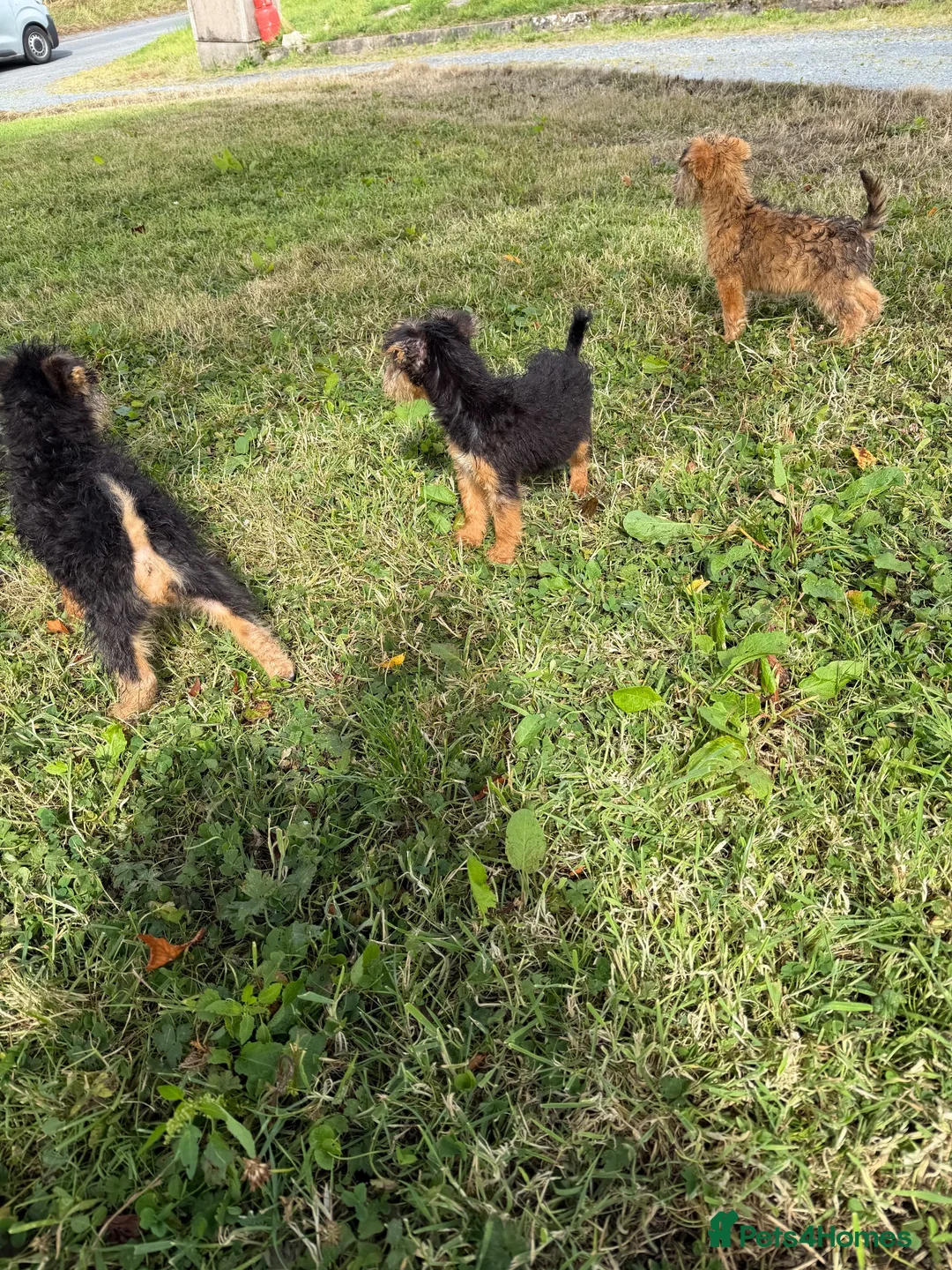 Lakeland Terrier dogs for sale: Lakeland Terrier pups - Advert 2