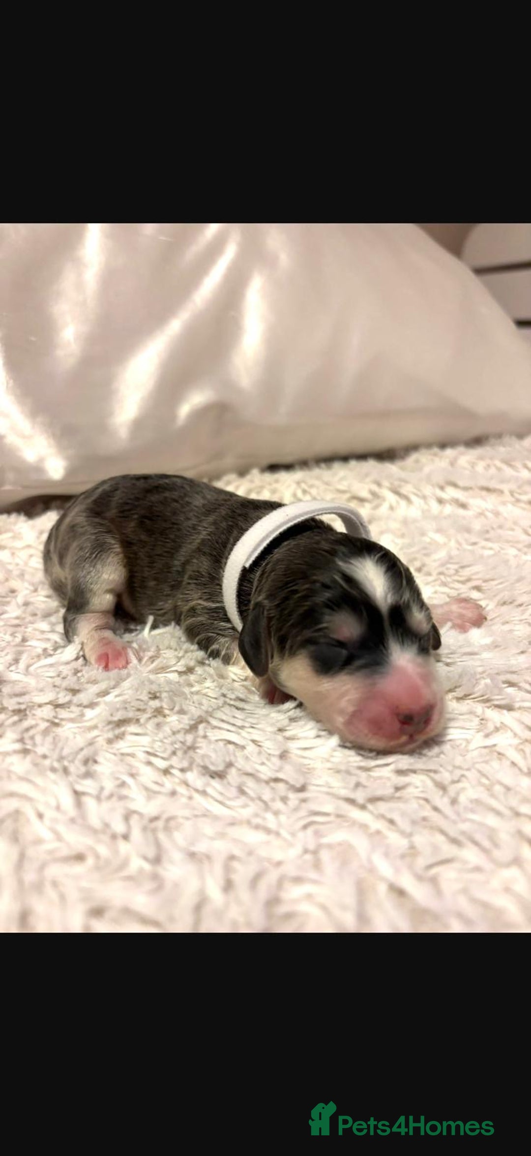 Cockapoo dogs for sale: 🌼 a beautiful litter of 6 cockerpoos/poodles - Advert 6