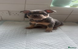Mixed Breed dogs for sale: French bulldog X English bulldog  - Image 9