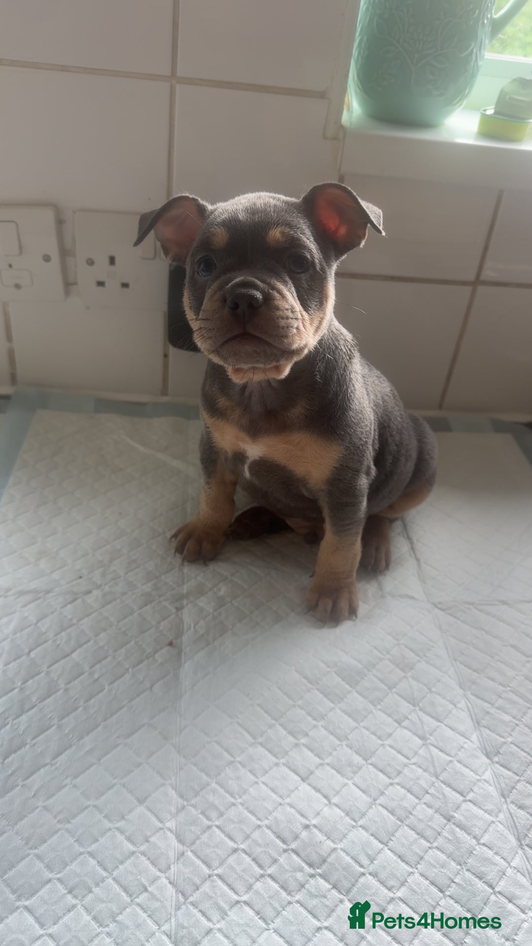 Mixed Breed dogs for sale: French bulldog X English bulldog  - Image 9
