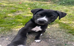 Mixed Breed dogs for sale: Bruno needs a new home!  - Image 4