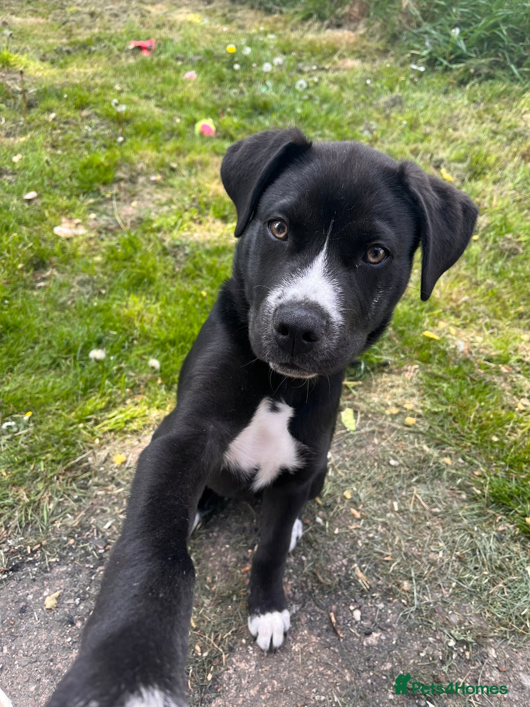 Mixed Breed dogs for sale: Bruno needs a new home!  - Image 4