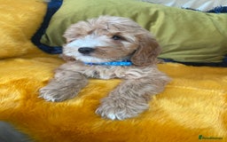 Cockapoo dogs for sale: F1 Cockapoo boys and girls - Image 2