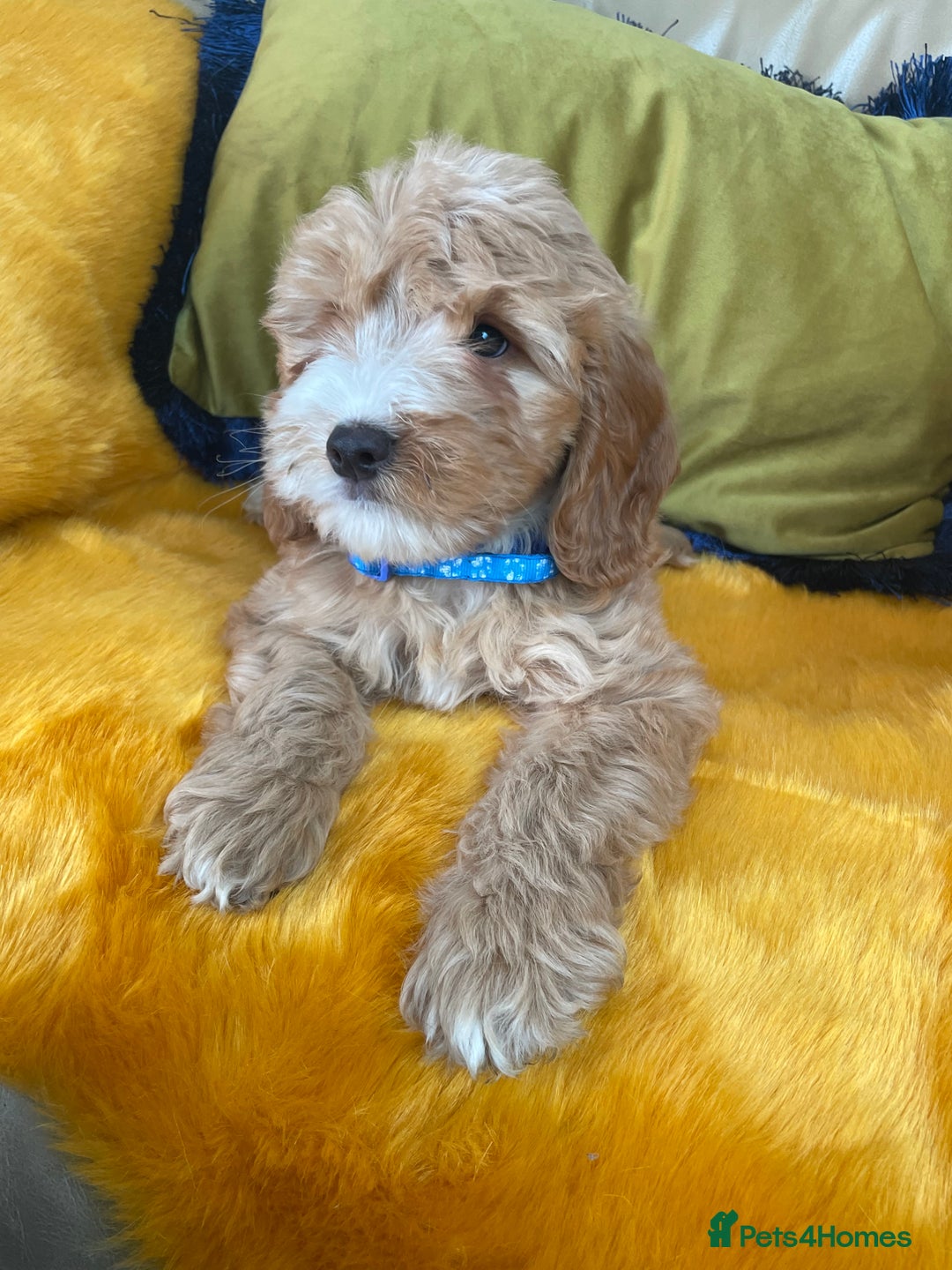 Cockapoo dogs for sale: F1 Cockapoo boys and girls - Image 2