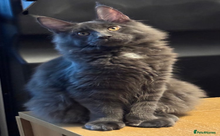 Maine Coon cats - Advert 8