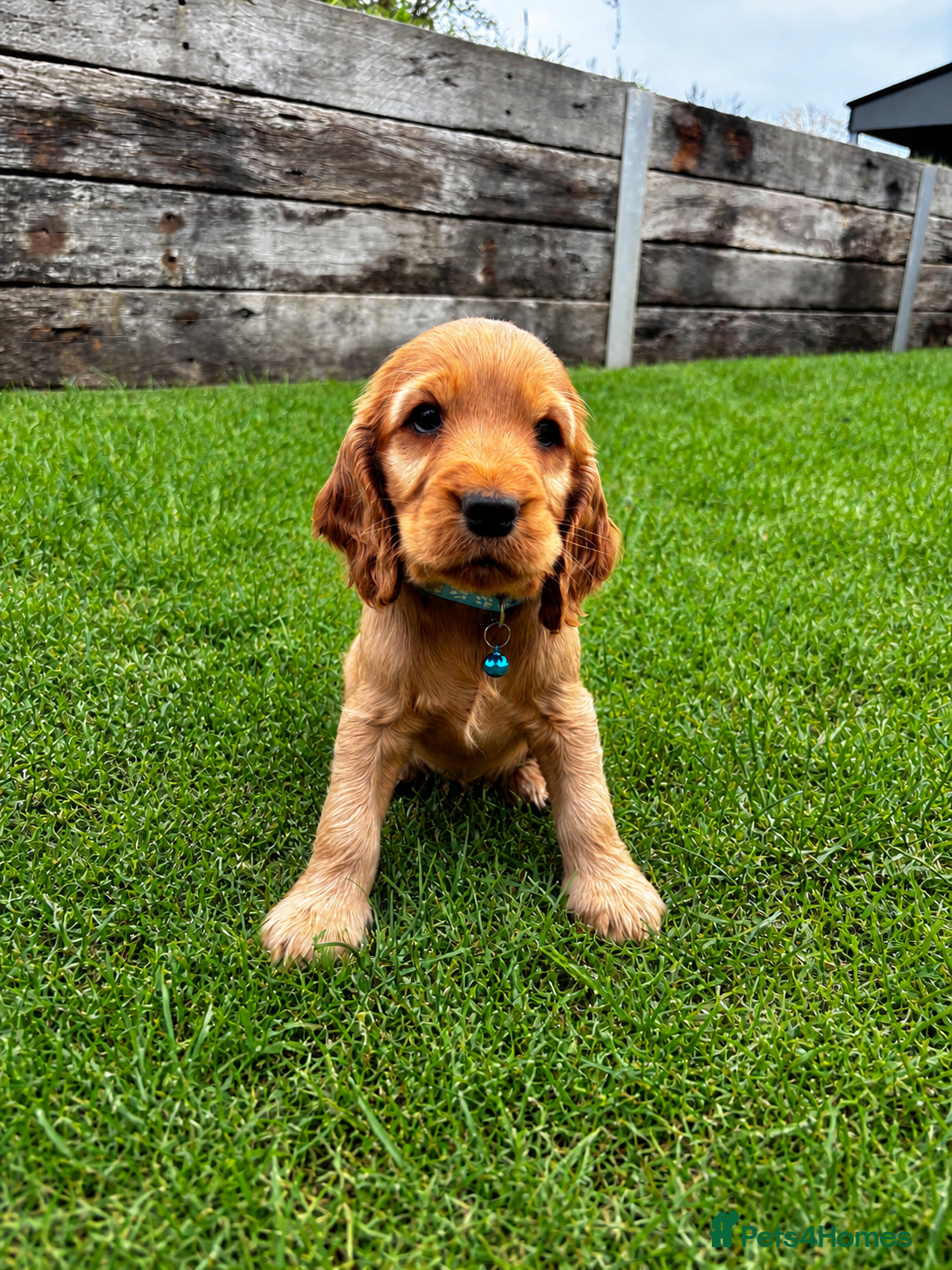 Cocker Spaniel dogs Show Cocker Spaniel puppies from family pet - Advert 6
