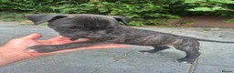 Presa Canario dogs for sale: Presa Canario Puppies ♥️  - Advert 24