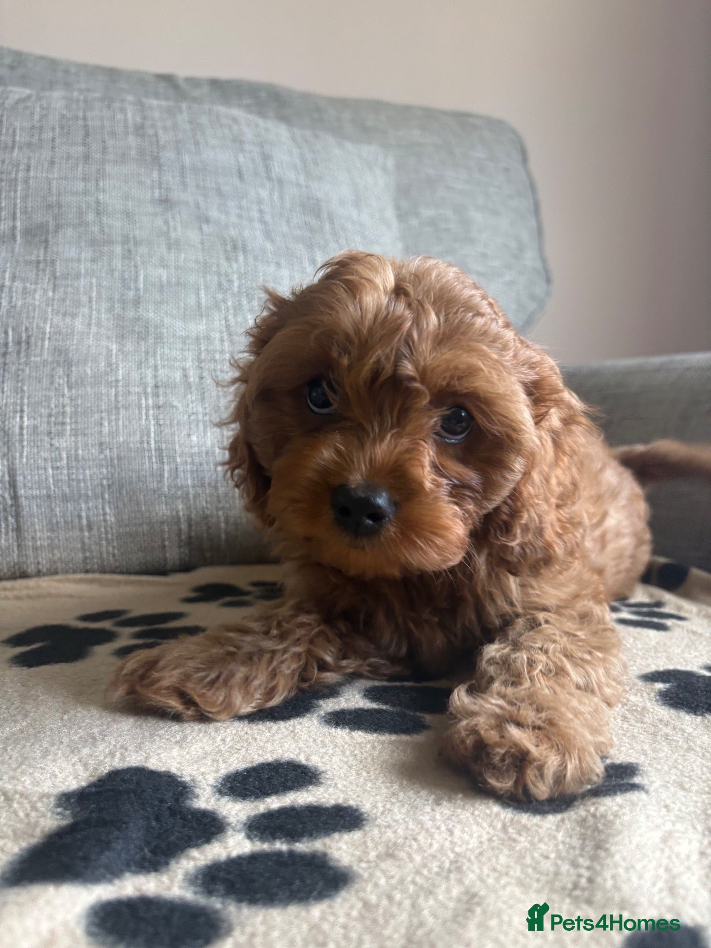 Cavapoochon dogs READY NOW - 2 Cavapoochon Puppies💙💗 - Advert 3