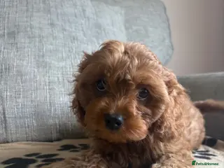 Cavapoochon dogs READY NOW - 2 Cavapoochon Puppies💙💗 - Advert 9