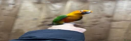 Conures birds for sale: Baby Jandey conure  - Advert 2