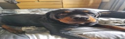 Rottweiler dogs for sale: Rotty pupps for sale 13 ( 6 girl 6 boy) left - Advert 15