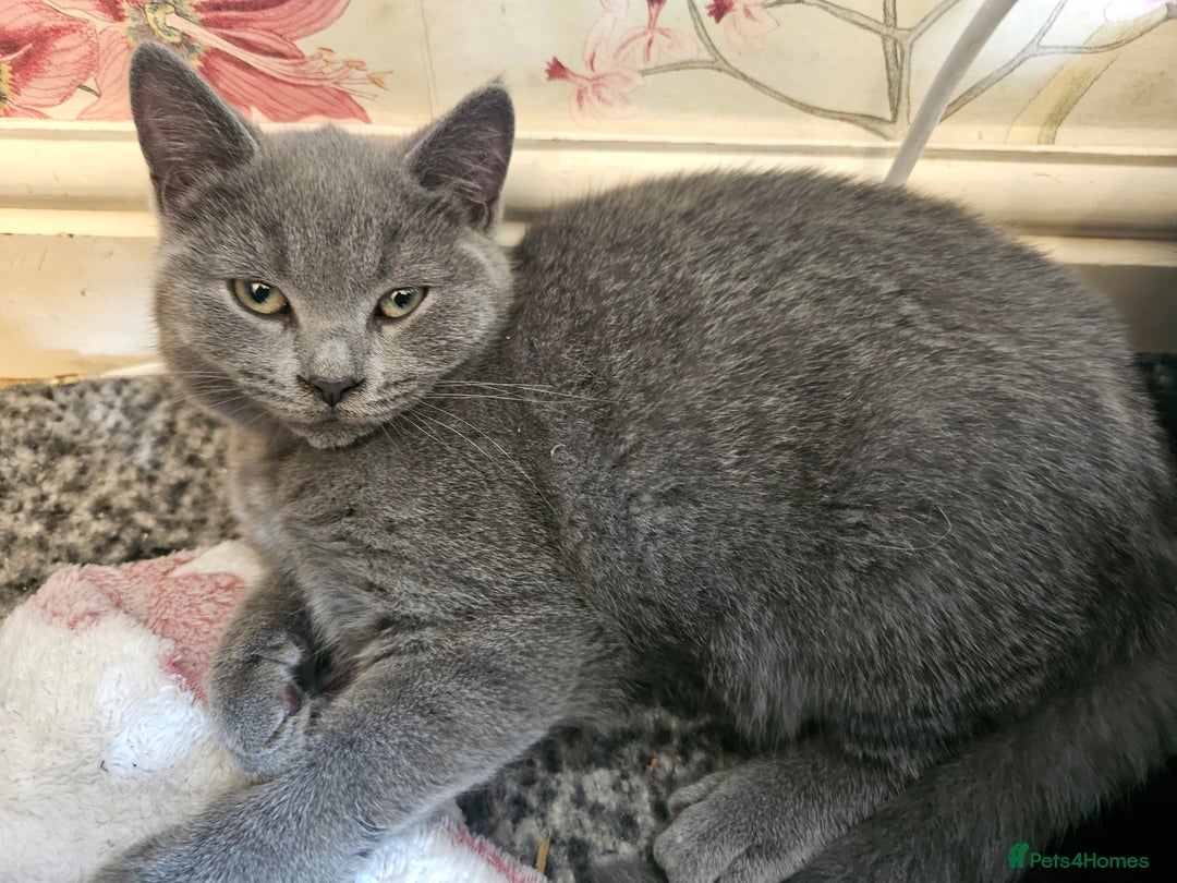 Mixed Breed cats for sale: Beautiful British Shorthair Cross  - Image 8