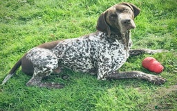 German Shorthaired Pointer dogs for stud: For Stud GSP Liver & White in Bracknell - Image 6