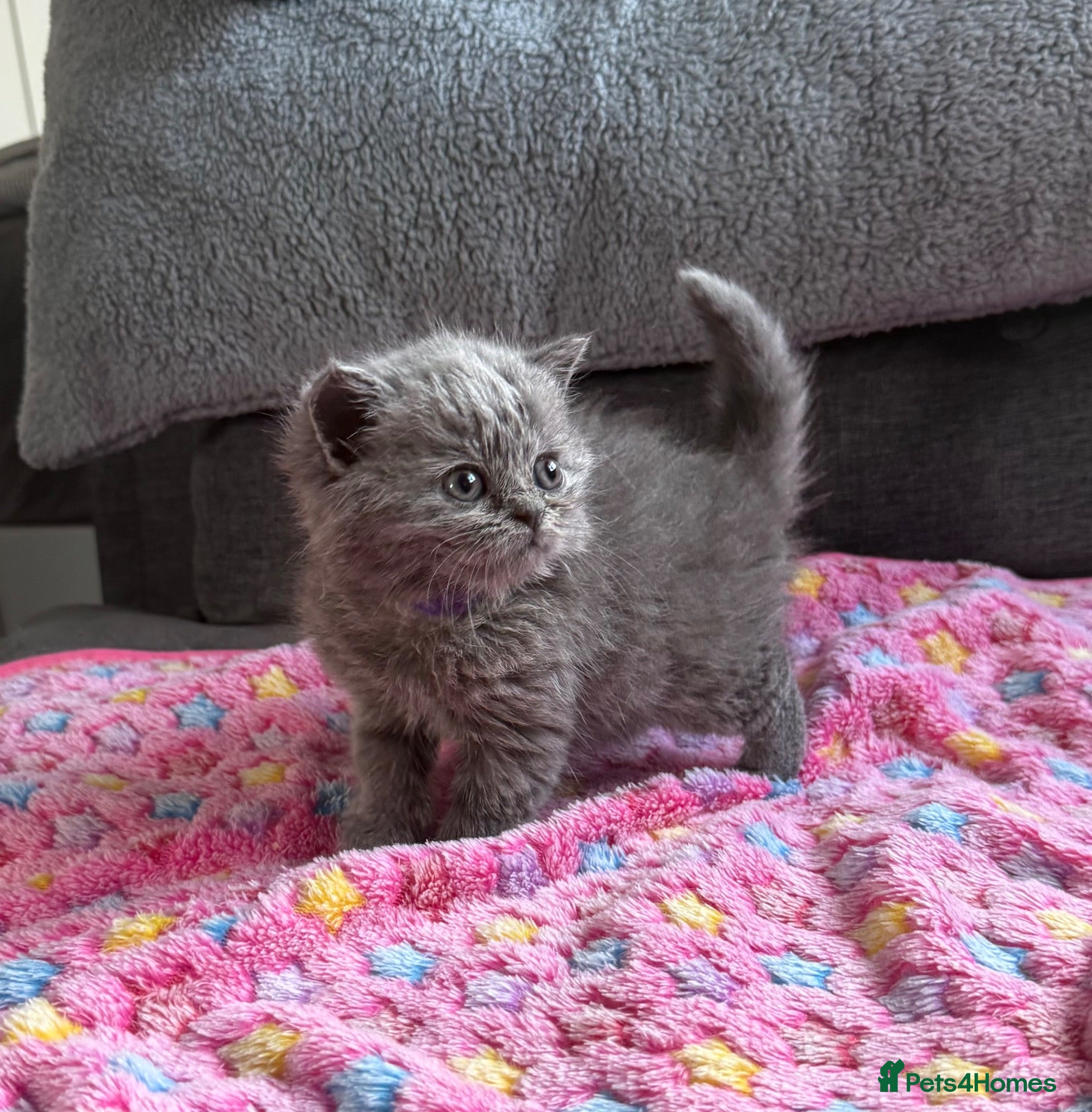 British Shorthair cats Gorgeous British Short Hair - Advert 2