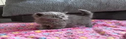 British Shorthair cats for sale: Gorgeous British Short Hair - Advert 2
