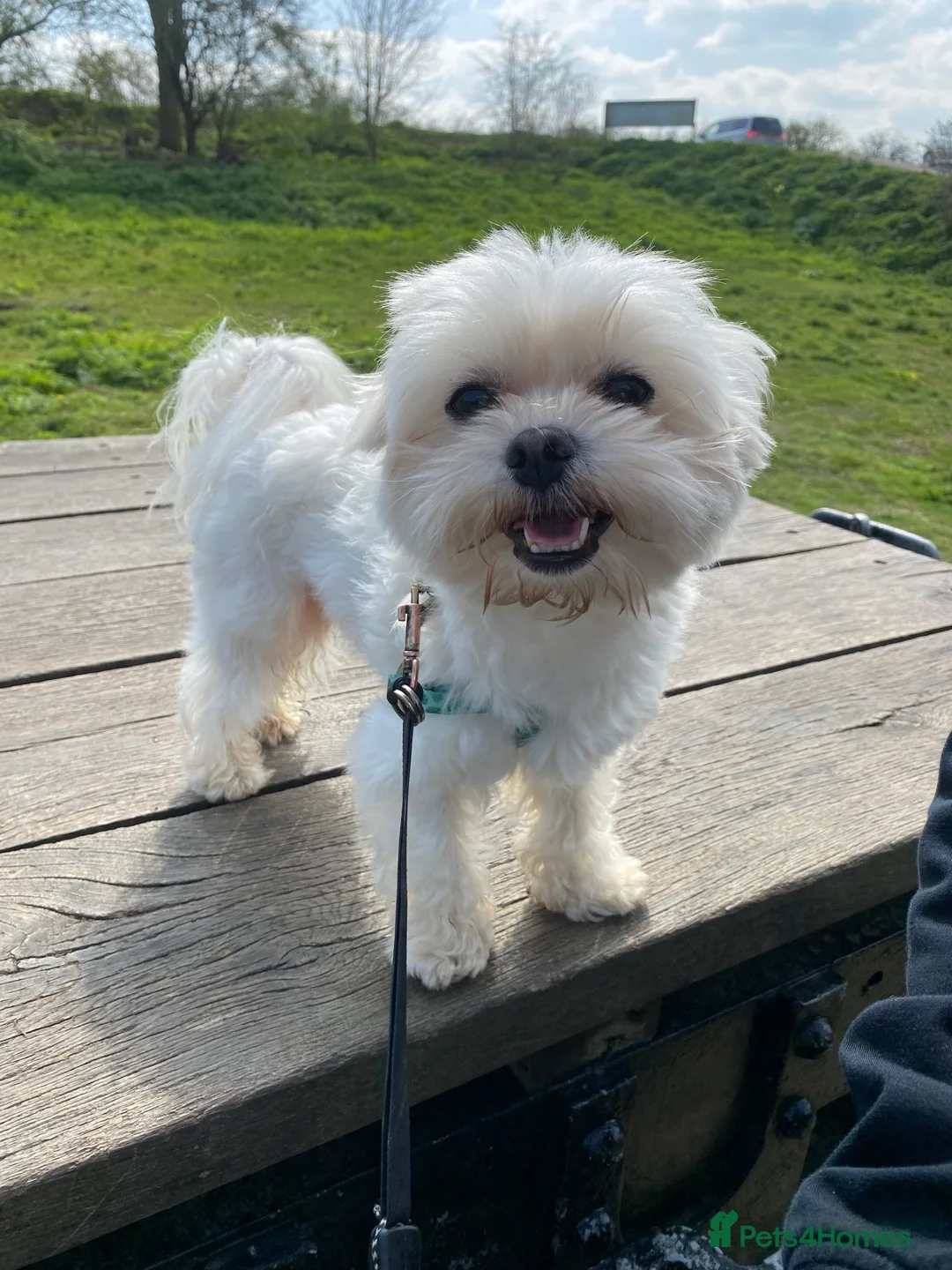Maltese dogs for stud: beautiful tiny  Maltese boy for stud in Northampton - Advert 9