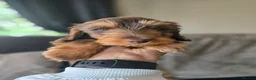 Miniature Dachshund dogs for sale: ❤️Miniature dachshund puppies❤️ - Advert 2