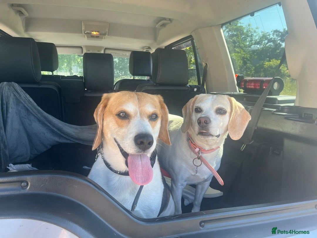 Beagle dogs for sale: Two beautiful beagles  - Advert 2