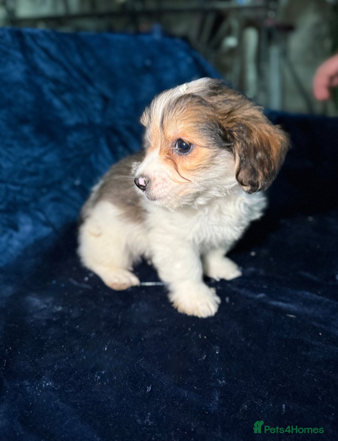Mixed Breed dogs for sale: 3/4 spaniels 1/4 jack Russel puppy’s 🩷 - Image 21