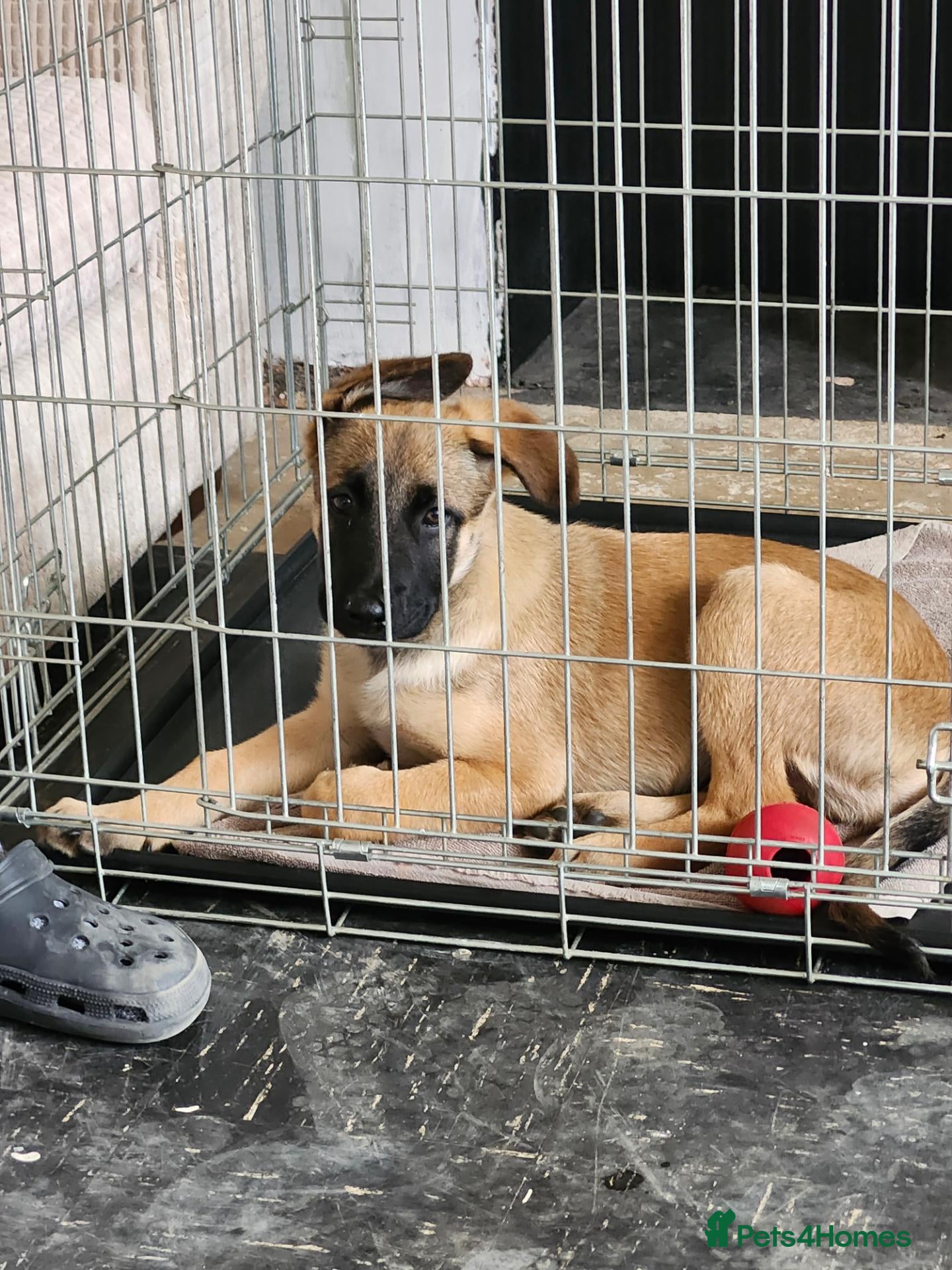 Mixed Breed dogs 11 week old Belgian Mallinois male  - Advert 1