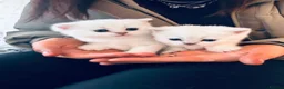 British Shorthair cats for stud: BSH Silver/Black Tipped for Stud - Advert 11