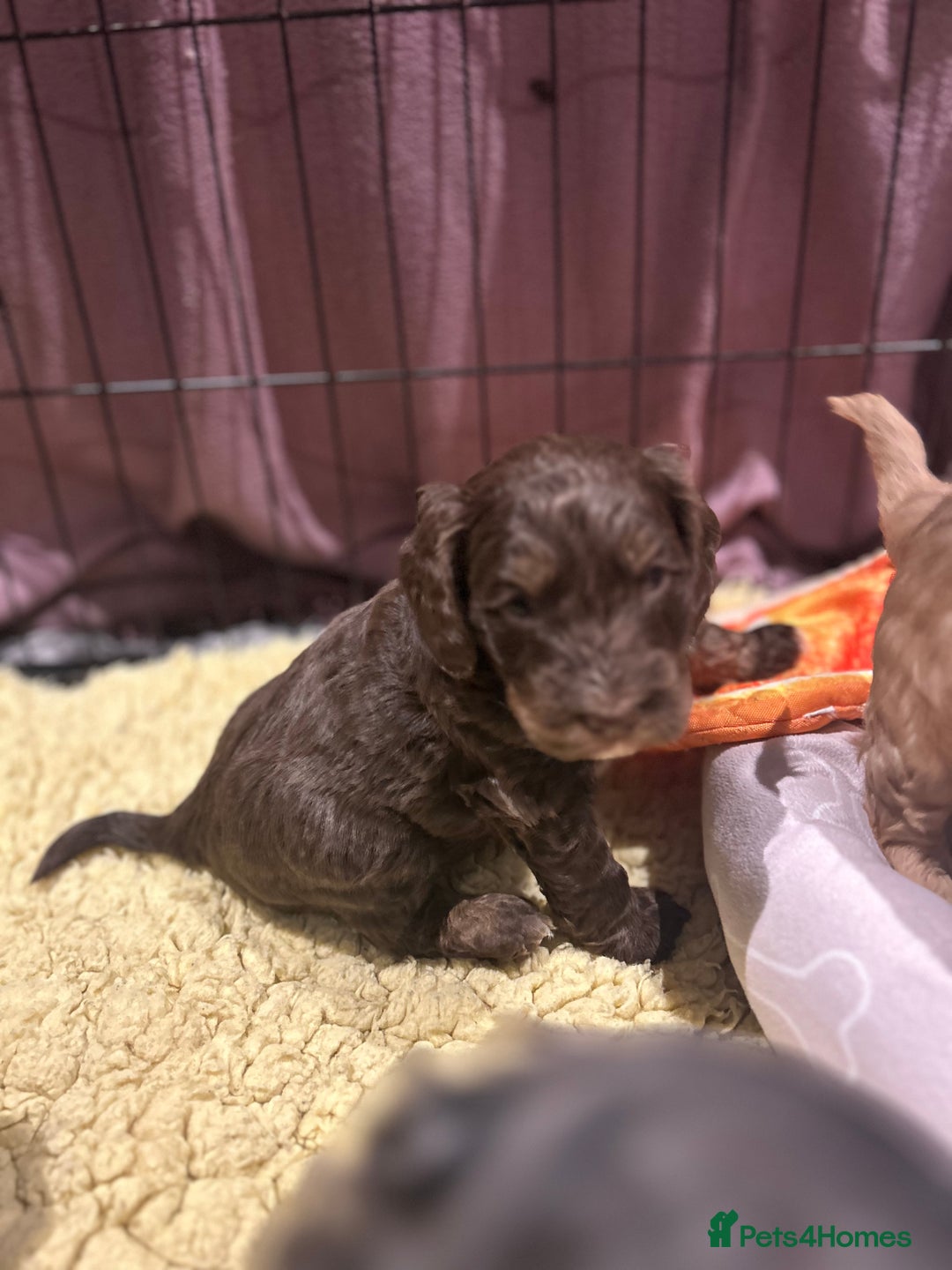 Cockapoo dogs for sale: Cockapoo puppies  - Advert 28