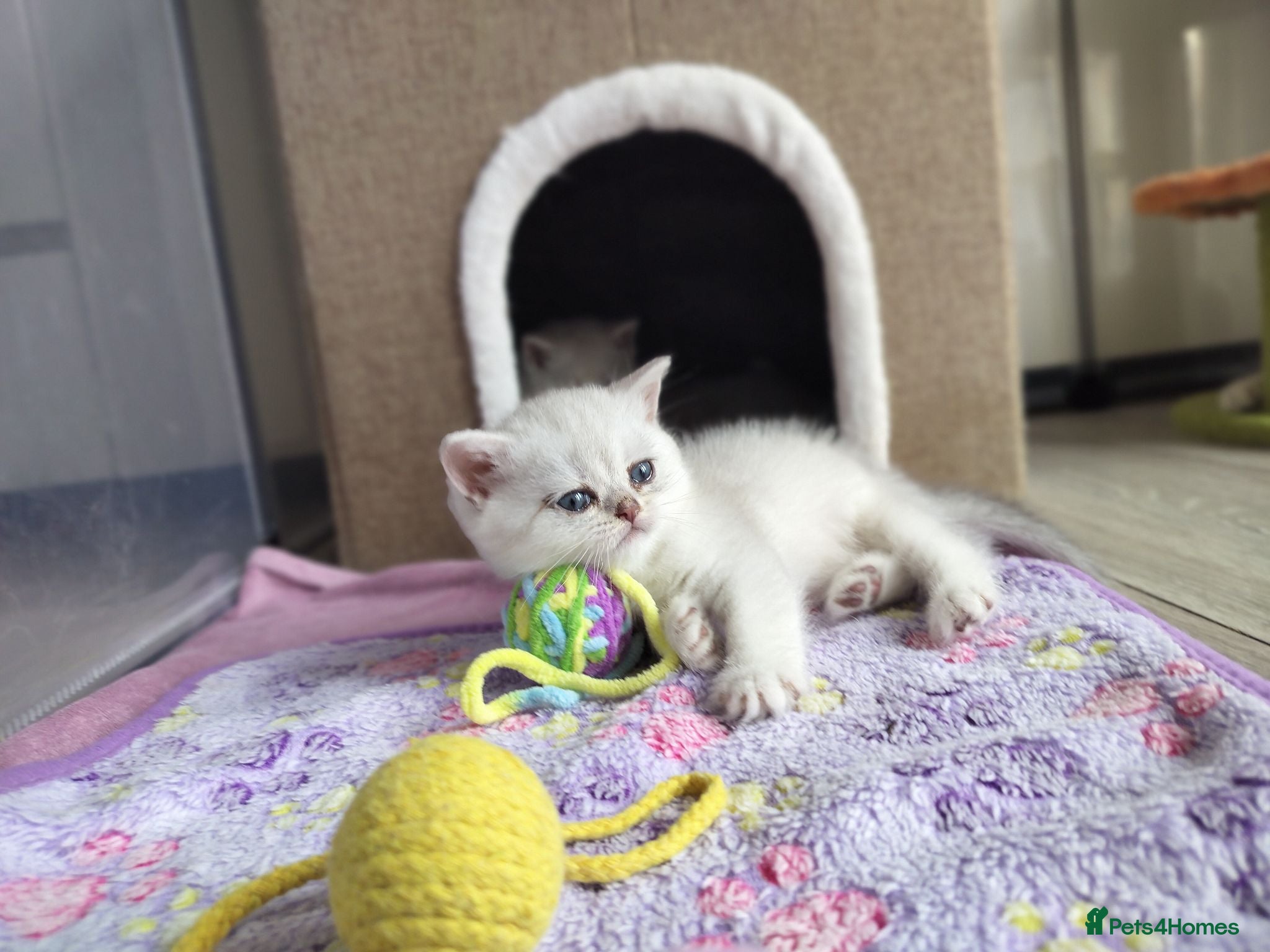 British Shorthair cats TICA 🐾 British Shorthair and Longhair kittens  - Advert 1