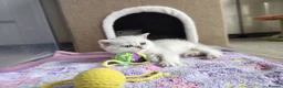 British Shorthair cats for sale: TICA 🐾 British Shorthair and Longhair kittens  - Advert 5