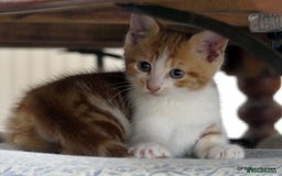 Domestic Shorthair cats for sale: Two very Pretty Kittens - Image 7
