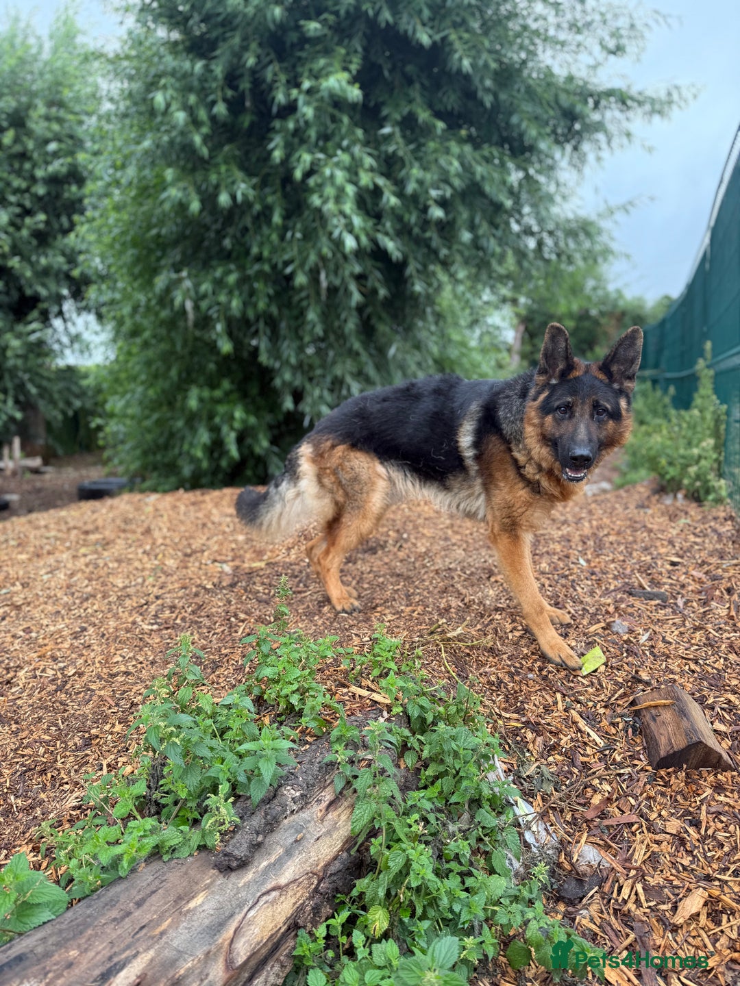 German Shepherd dogs for sale: Looking for the very best home  - Image 1