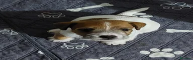 Jack Russell 1