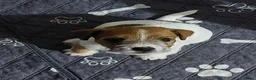 Jack Russell dogs for sale: Adorable 1 BOY LEFT Jack Russell  - Advert 11