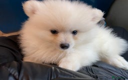 Pomeranian dogs for sale: Small Boy Pomeranian  - Image 3