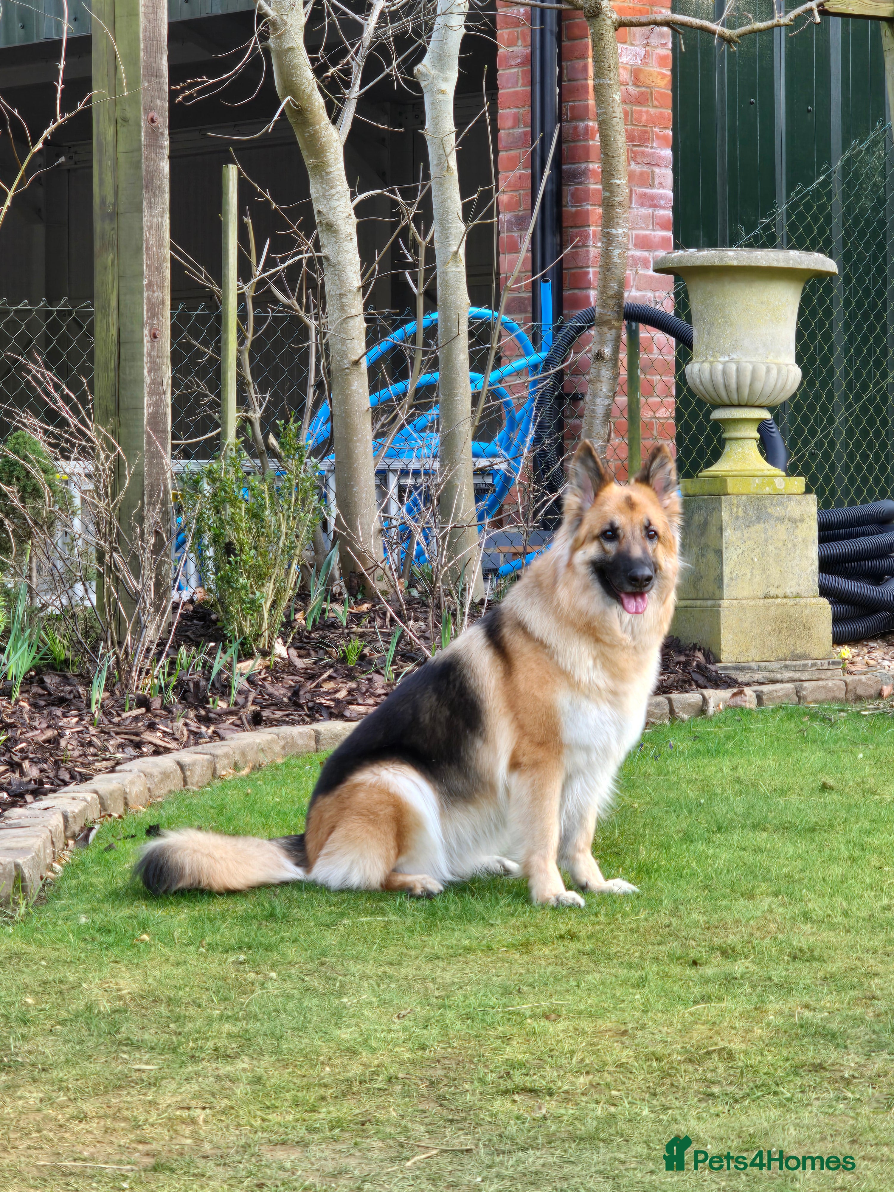 German Shepherd dogs 2 Beautiful GS females 💚💗 ready to go! - Advert 1