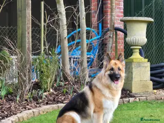German Shepherd dogs 2 Beautiful GS females 💚💗 ready to go! - Advert 1