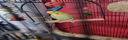 Budgerigars birds for sale: Female baby budgie - Advert 2