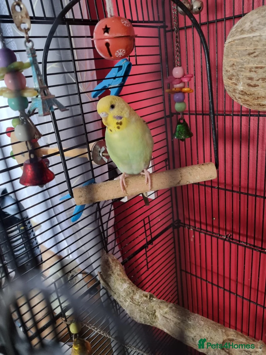 Budgerigars birds for sale: Female baby budgie - Advert 2